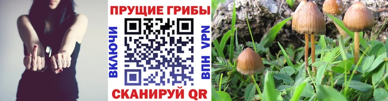 купить наркотик  Зея  Галлюциногенные грибы Cubensis 